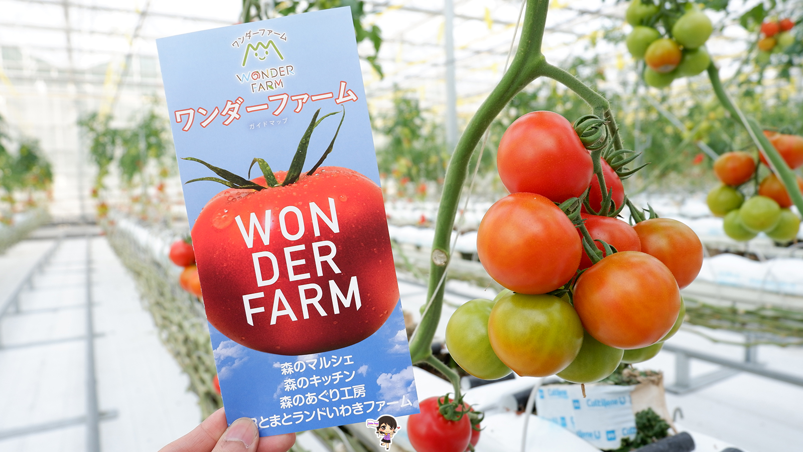 ฟาร์มมะเขือเทศ Wonder Farm : เก็บมะเขือเทศออร์แกนิกสดๆจากต้น เมืองอิวากิ ฟุกุชิมะ , Jubilee Travel, พาสาน แลนด์มาร์คแห่งใหม่