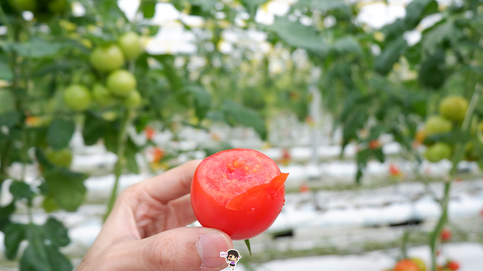 ฟาร์มมะเขือเทศ Wonder Farm : เก็บมะเขือเทศออร์แกนิกสดๆจากต้น เมืองอิวากิ ฟุกุชิมะ , Jubilee Travel, พาสาน แลนด์มาร์คแห่งใหม่