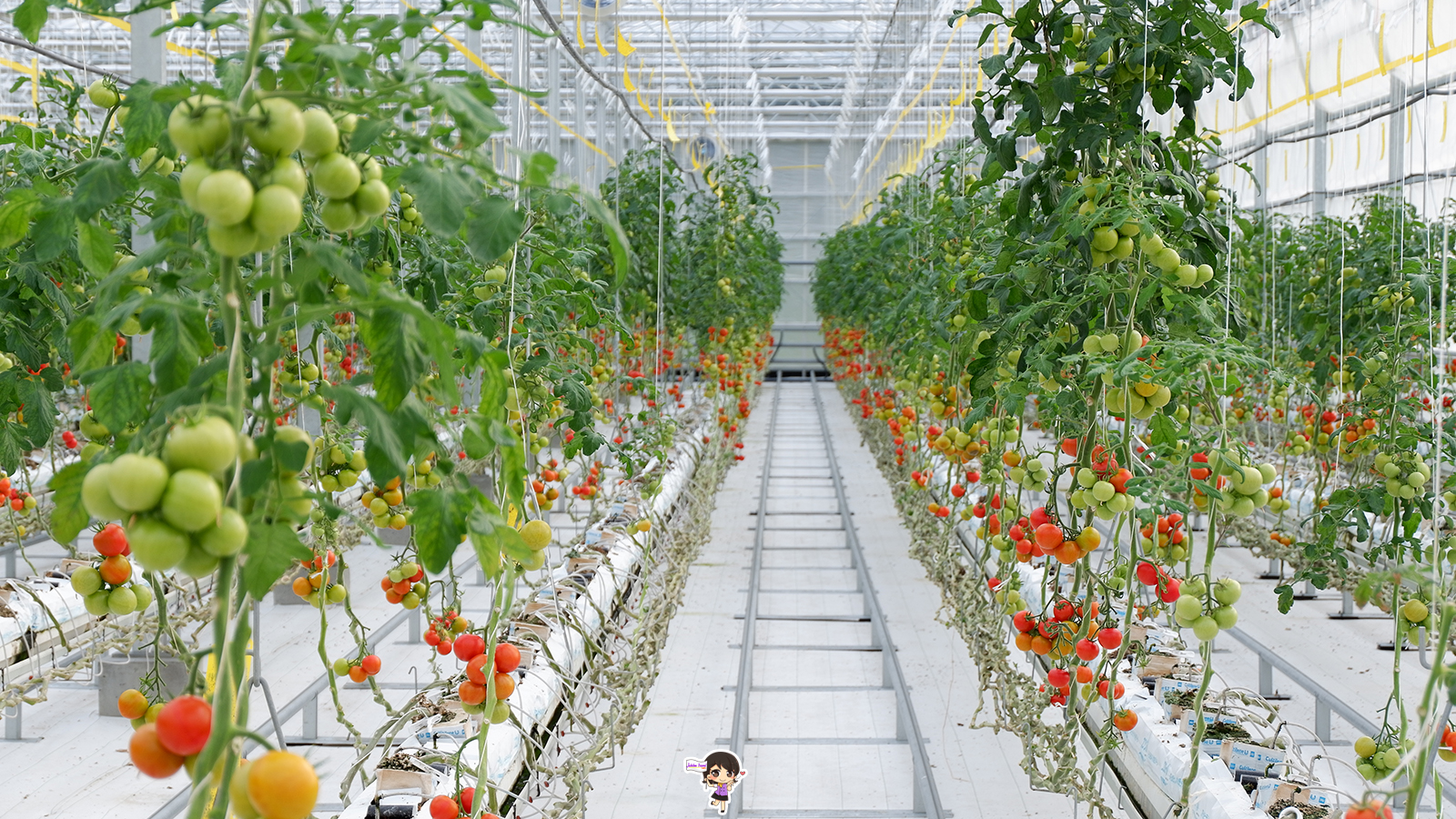 ฟาร์มมะเขือเทศ Wonder Farm : เก็บมะเขือเทศออร์แกนิกสดๆจากต้น เมืองอิวากิ ฟุกุชิมะ , Jubilee Travel, พาสาน แลนด์มาร์คแห่งใหม่