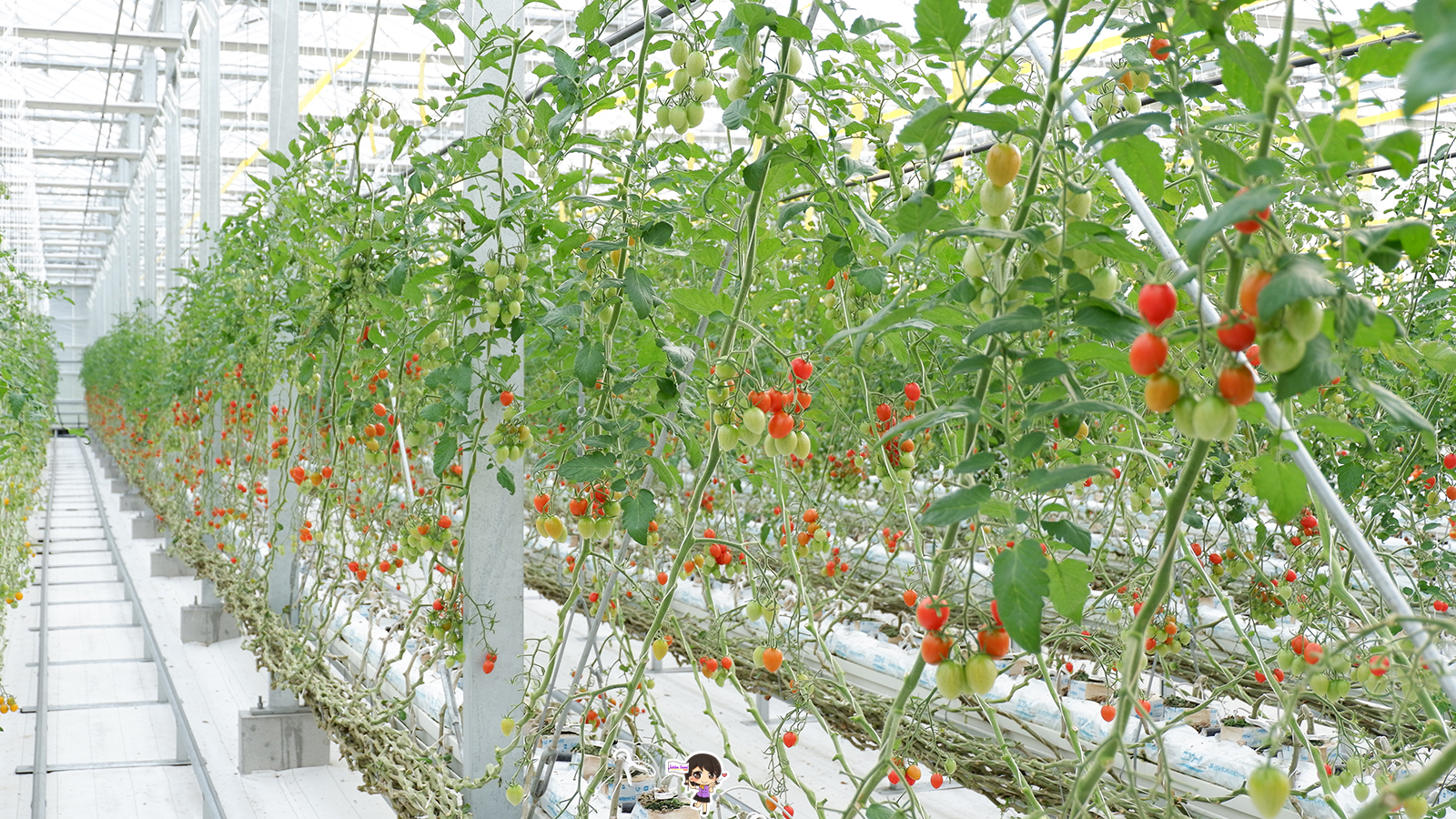 ฟาร์มมะเขือเทศ Wonder Farm : เก็บมะเขือเทศออร์แกนิกสดๆจากต้น เมืองอิวากิ ฟุกุชิมะ , Jubilee Travel, พาสาน แลนด์มาร์คแห่งใหม่