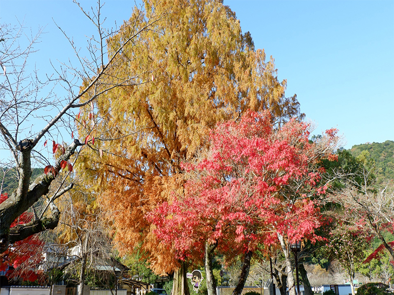 ปราสาทอิวาคุนิ : Iwakuni Castle ยามากุจิ , Jubilee Travel, ปราสาทอิวาคุนิ : Iwakuni Castle ยามากุจิ