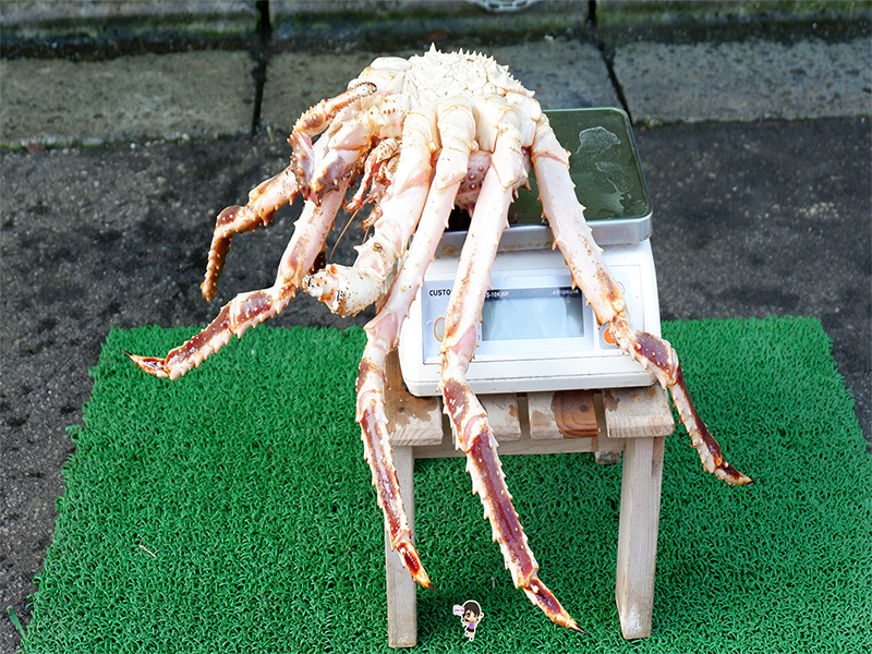 ตลาดปลา ฮาโกดาเตะ ของทะเลสดๆ กิน ช้อป ยามเช้า , Jubilee Travel,