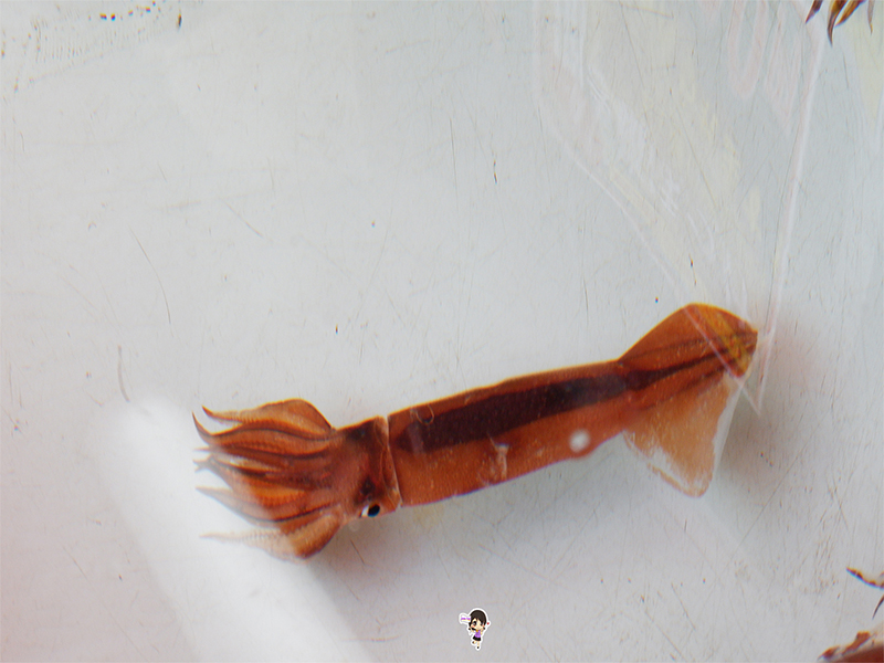 ตลาดปลา ฮาโกดาเตะ ของทะเลสดๆ กิน ช้อป ยามเช้า , Jubilee Travel,