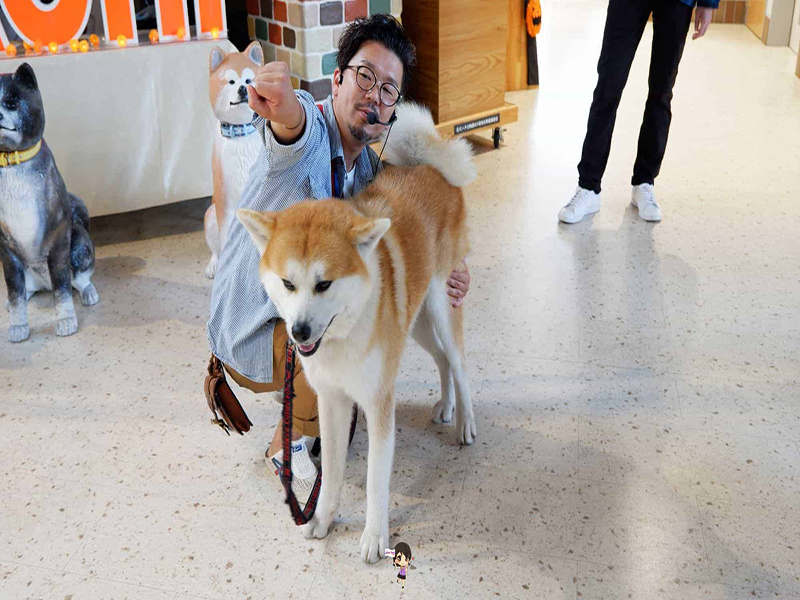 Odate Akita Dog Visitor Center :ชมความน่ารักสุดคิ้วท์ของน้องหมาอาคิตะที่หมู่บ้านหมาอาคิตะ , Jubilee Travel, Odate Akita Dog Visitor Center หมาอาคิตะ หมู่บ้านหมาอาคิตะ
