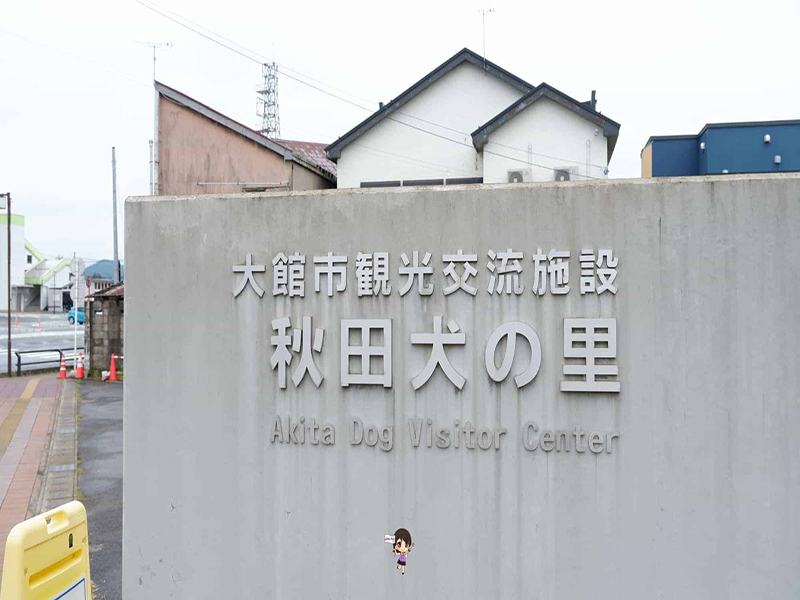 Odate Akita Dog Visitor Center :ชมความน่ารักสุดคิ้วท์ของน้องหมาอาคิตะที่หมู่บ้านหมาอาคิตะ , Jubilee Travel, Odate Akita Dog Visitor Center หมาอาคิตะ หมู่บ้านหมาอาคิตะ