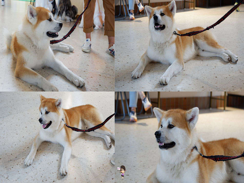 Odate Akita Dog Visitor Center :ชมความน่ารักสุดคิ้วท์ของน้องหมาอาคิตะที่หมู่บ้านหมาอาคิตะ , Jubilee Travel, Odate Akita Dog Visitor Center หมาอาคิตะ หมู่บ้านหมาอาคิตะ