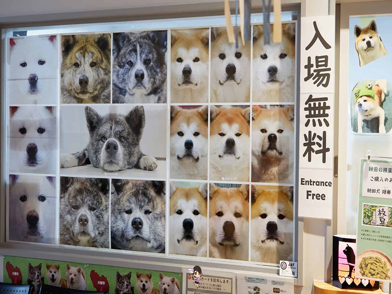 Odate Akita Dog Visitor Center :ชมความน่ารักสุดคิ้วท์ของน้องหมาอาคิตะที่หมู่บ้านหมาอาคิตะ , Jubilee Travel, Odate Akita Dog Visitor Center หมาอาคิตะ หมู่บ้านหมาอาคิตะ