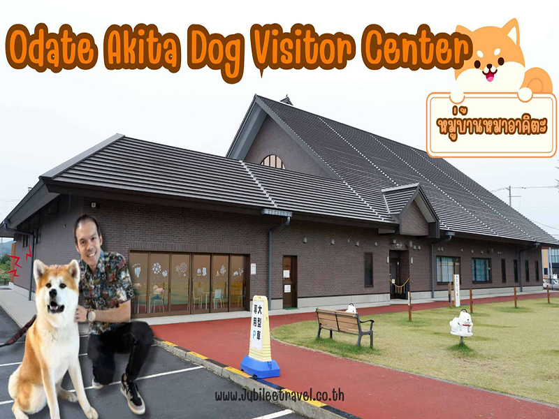 Odate Akita Dog Visitor Center :ชมความน่ารักสุดคิ้วท์ของน้องหมาอาคิตะที่หมู่บ้านหมาอาคิตะ , Jubilee Travel, Odate Akita Dog Visitor Center หมาอาคิตะ หมู่บ้านหมาอาคิตะ