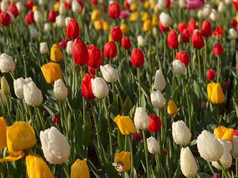 รีวิวจากลูกค้า : ขอขอบคุณ คุณธัญญภัทรและครอบครัว Tour china kunming 8 - 11 FEB’25 , Jubilee Travel, Tour china kunming